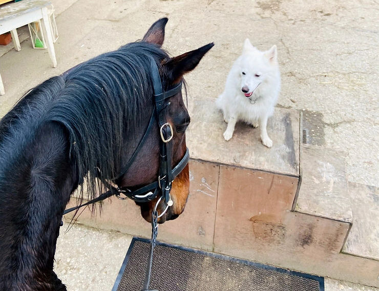 Spitz mit Pferd