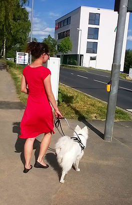 weiße Großspitz Hündin als Blindenhund / Blindenführhund