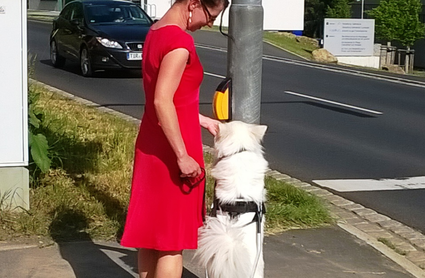 Spitz als Blindenhund