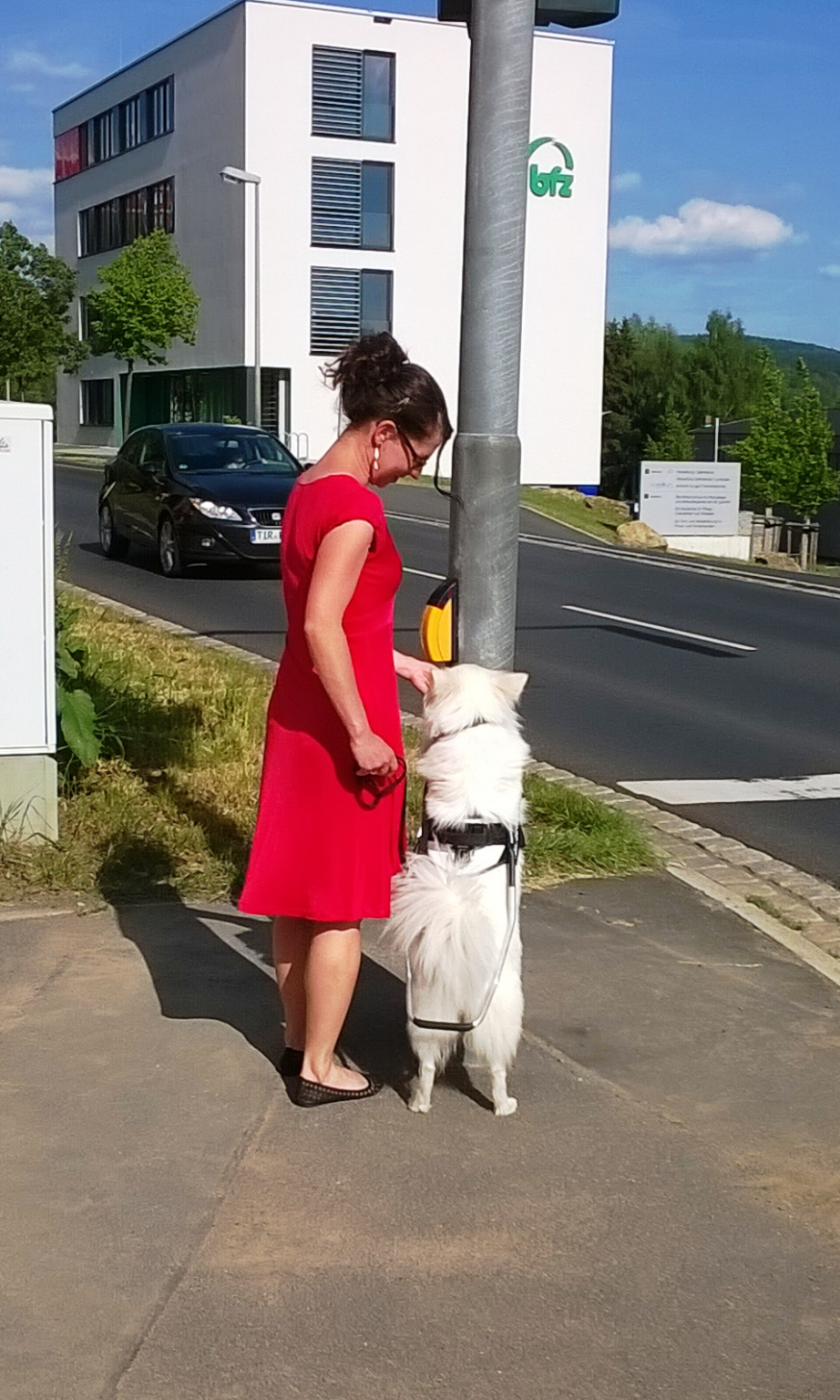 Spitz als Blindenhund