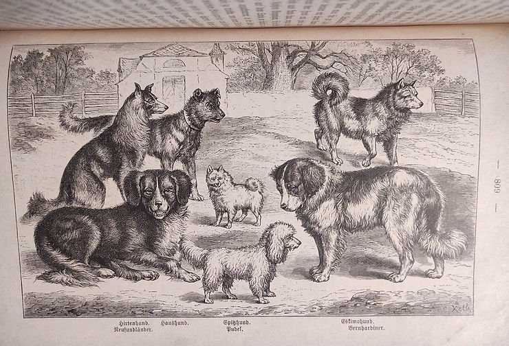 (v. l.) Hirtenhund, Neufundler, Haushund, Spithund, Pudel, Eskimohund, Bernhardiner - Druck auf Papier mit verschiedenen Hunderassen