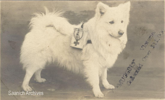 Postkarte von Muggins (ca. 1918) Foto: Saanich Archives