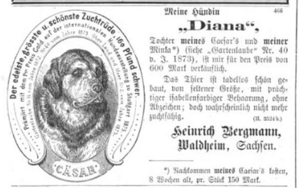 Diana - Risenberghündin von Heinrich Bergmann
