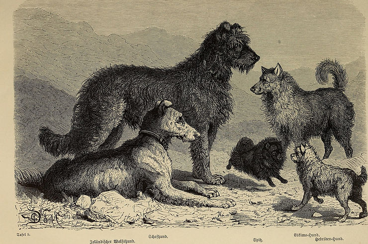 Irländischer Wolfshund, Schafhund, Spitz, Eskimo-Hund, Hebriden-Hund