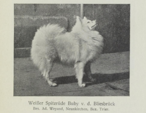 Weißer Spitzrüde Buby v. d. Bliesbrück