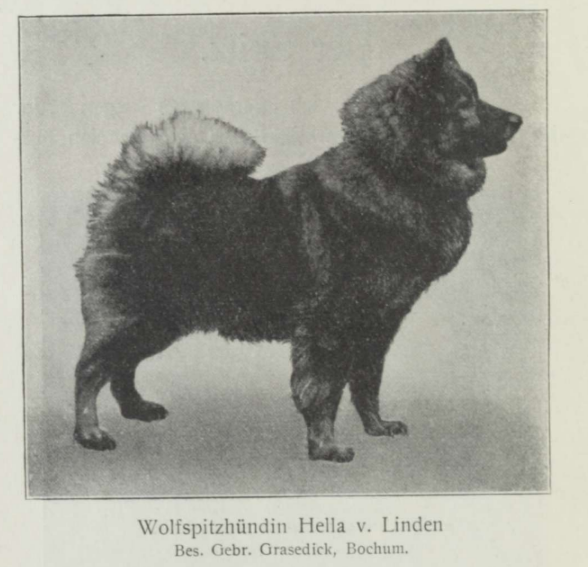 Wolfspitzhündin Hella v. Linden