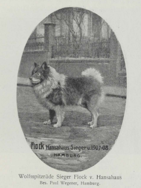 Wolfsspitzrüde Sieger Flock v. Hansahaus