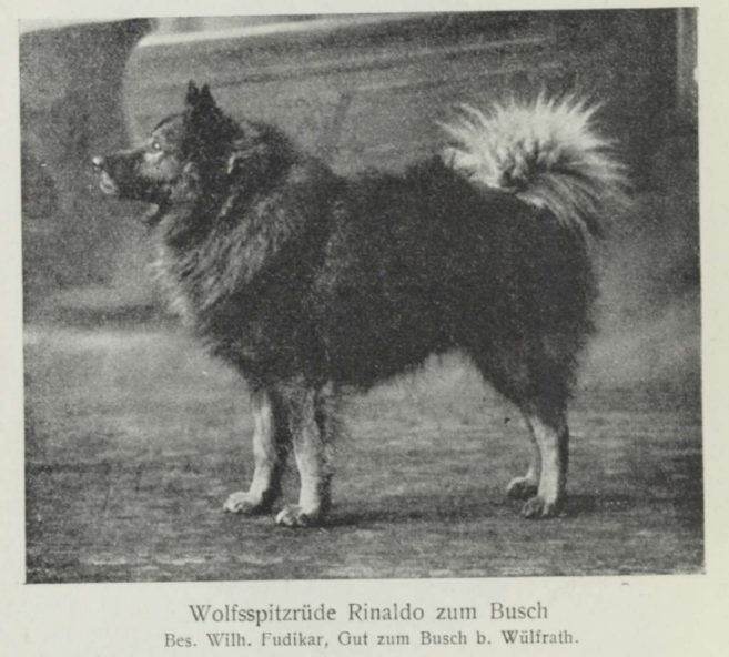Wolfsspitzrüde Rinaldo zum Busch