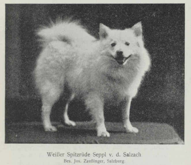 1909: Der Spitz nach Silvester Frey