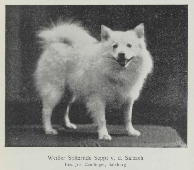Weißer Spitzrüde Seppl v. d. Salzach