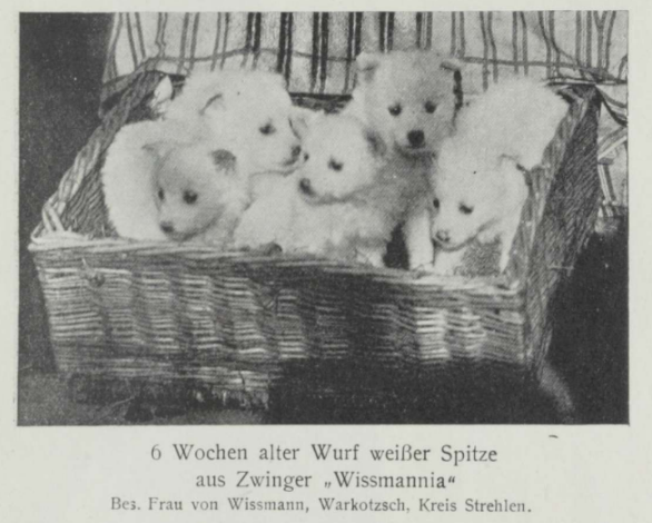 6 Wochen alter Wurf weißer Spitze aus Zwinger "Wissmannia"