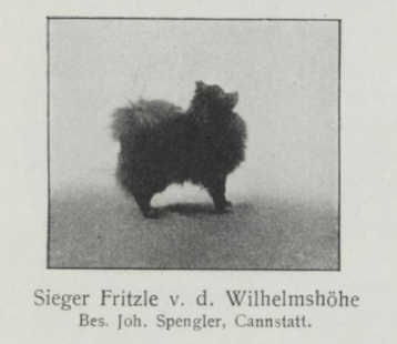 Sieger Fritzle v. d. Wilhelmshöhe