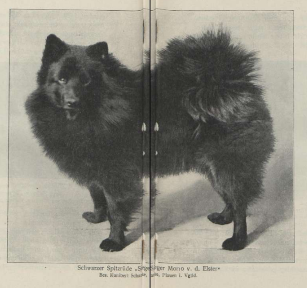 Schwarzer Spitzrüde Sieger Momo v. d. Elster
