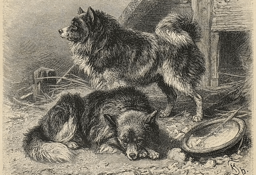 2 Spitze Alfred Brehm