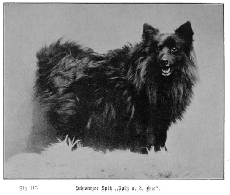 Schwarzer Spitz "Spitz von der Aue", Foto