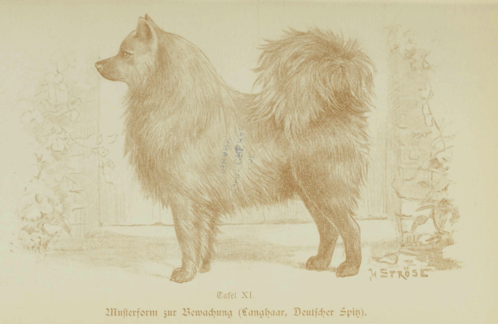 Zeichnung von Hans Ströse (München) eines schwarzen Großspitz 