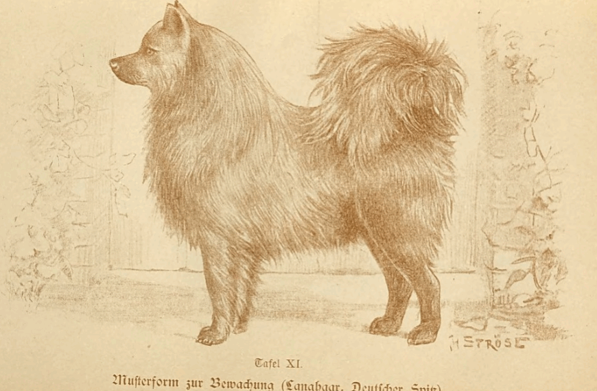 Zeichnung von Hans Ströse (München) eines schwarzen Großspitz