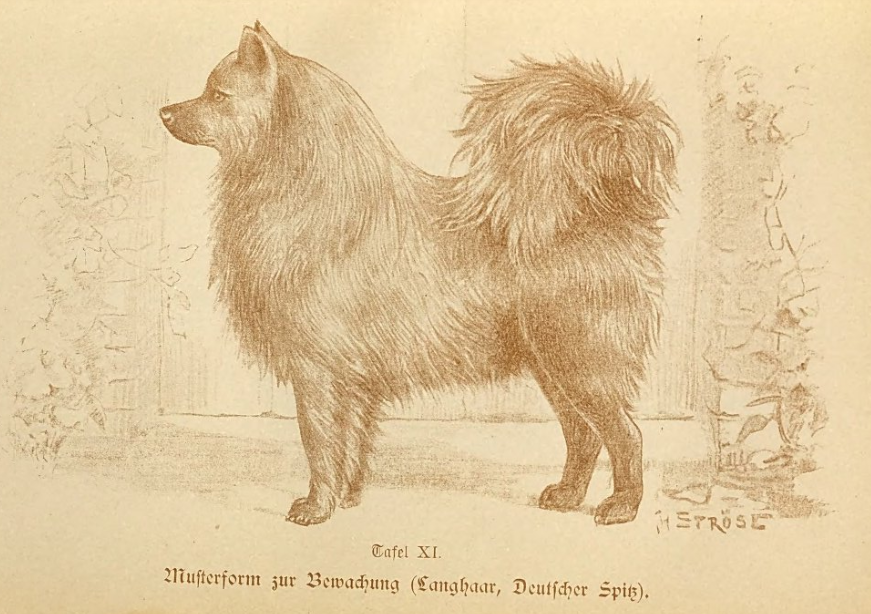 Zeichnung von Hans Ströse (München) eines schwarzen Großspitz