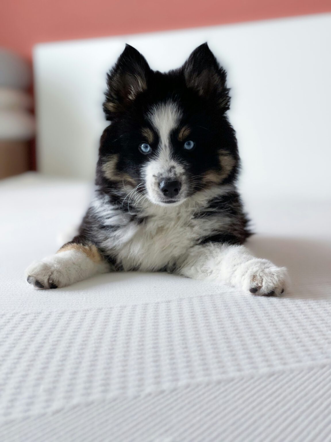 Pomsky Welpe mit blauen Augen