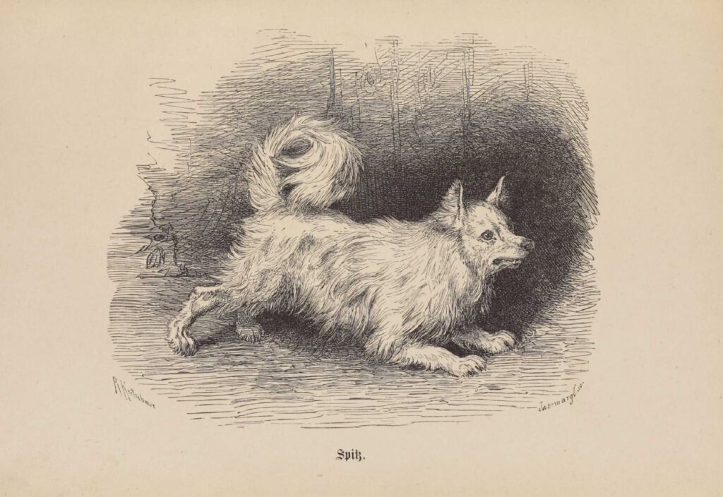 Tuschezeichnung Spitz