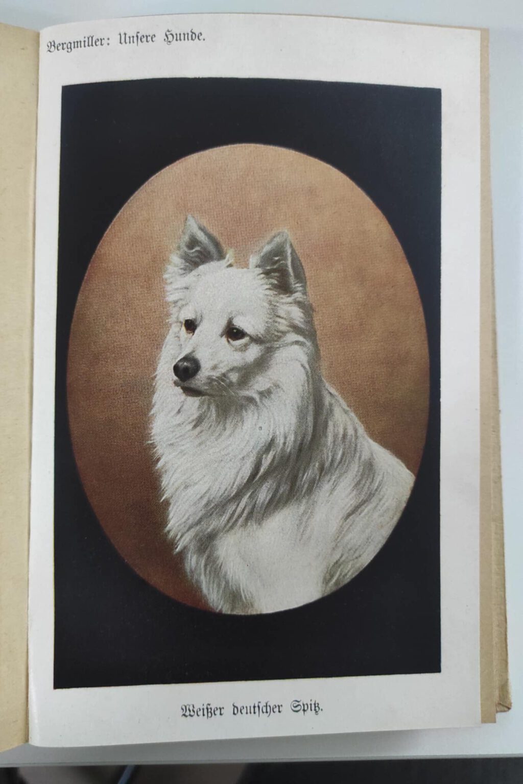 weißer spitz bei Fritz Bergmiller