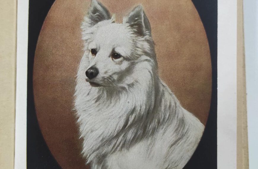 weißer spitz bei Fritz Bergmiller