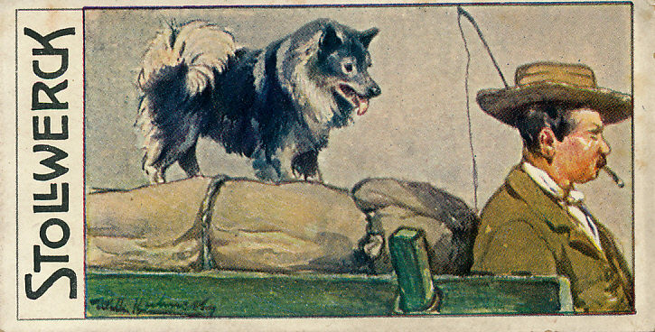 Stollwerck-Sammelbild (um 1915) gemalt, mit Wolfsspitz auf Fuhrwerk