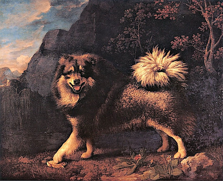 Mouton, a Dutch Barge Dog (Keeshond) von George Stubbs 1775