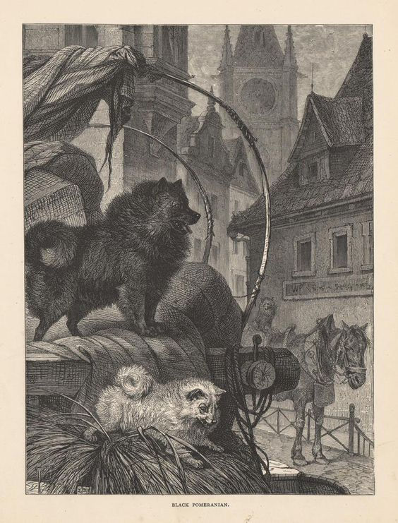 "Black Pomeranian" 1880