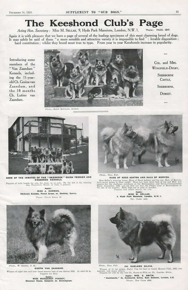 The Keeshond Club Vorstellung sämtlicher Keeshonden / Wolfsspitze