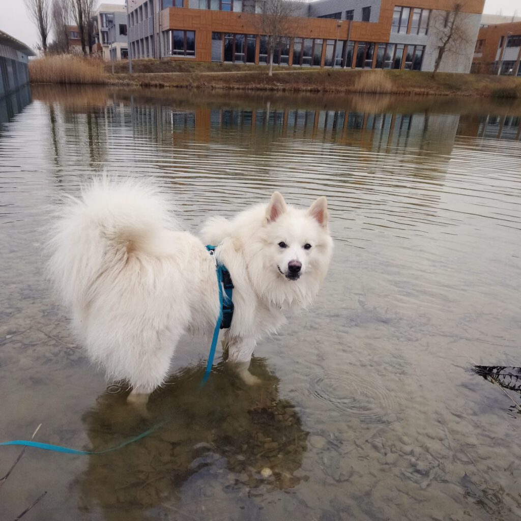 Großspitz im Wasser Campeon Infineon München