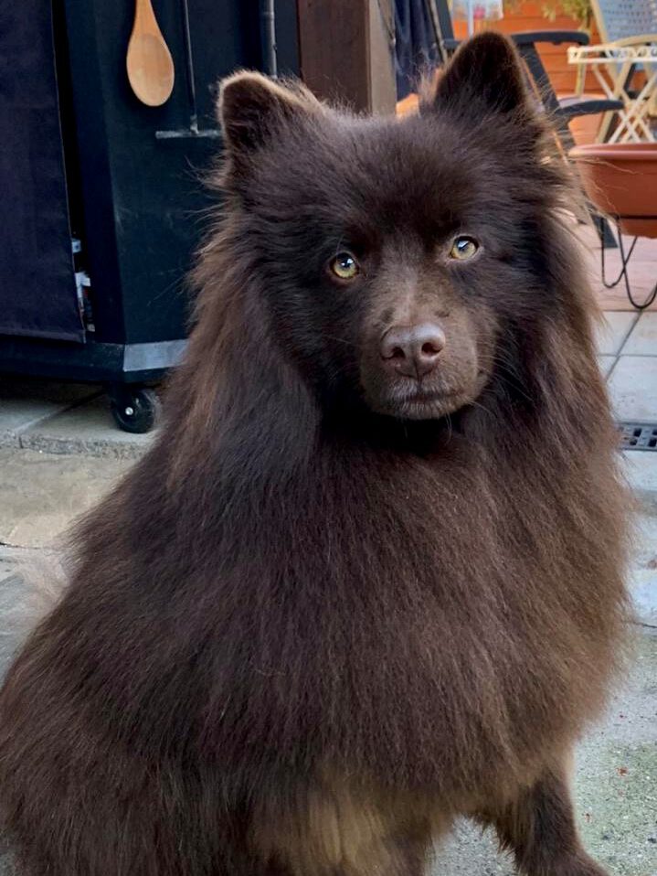ARAMIS von den flauschigen Wächtern
