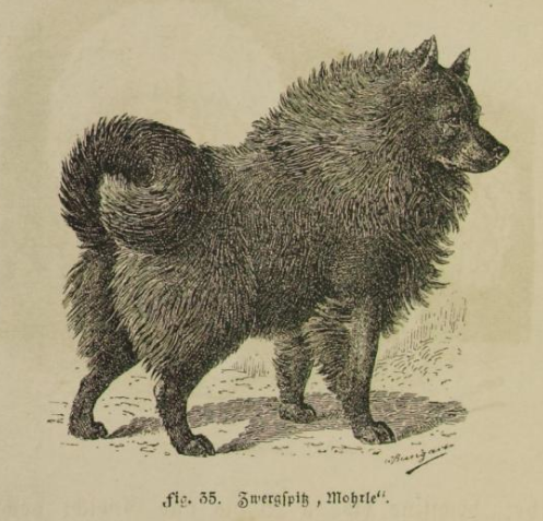 Illustration eines Zwergspitzes mit buschigem Fell und sowohl aufgerichteten als auch nach hinten runden Ohren.