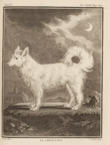 weißer Spitz loup-chien nach Buffon