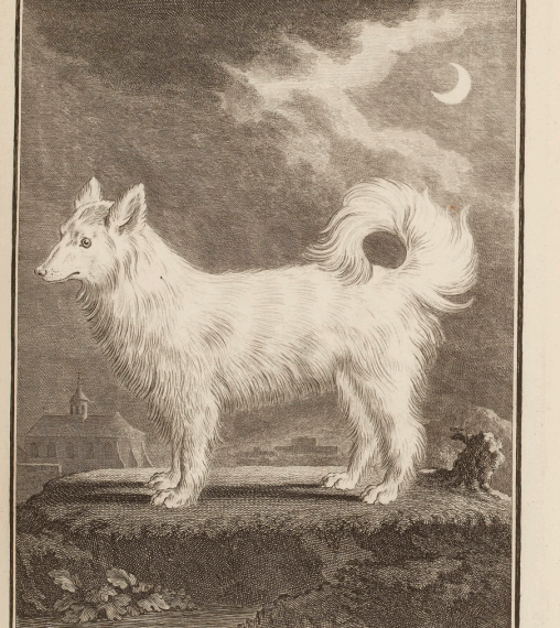 weißer Spitz loup-chien nach Buffon