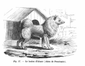 Le loulou d' Alsace (Chien de Poméranie)