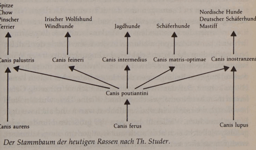 Der Torfhund, der Urahn der heutigen Spitze?