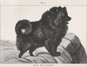 schwarzer Spitz nach Specht