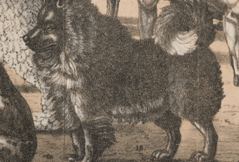 Spitz (Cäsar & Minka)