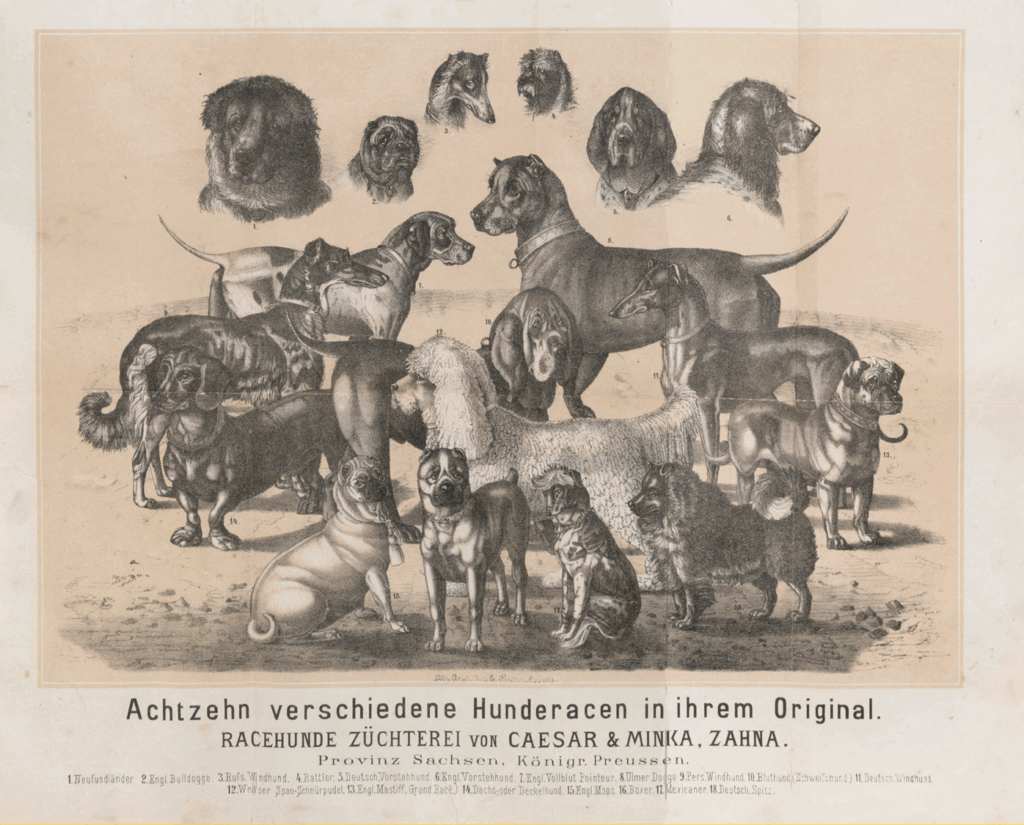 Neufundländer, Englische Bulldogge, Russischer Windhund, Rattler, Deutscher Vorstehhund, Englischer Vorstehhund, Engl. Vollblut Pointer, Ulmer Dogge, Persischer Windhund, Bluthund (Schweißhund), Deutscher Windhund, Span-Schnürpudel, engl. Mastiff, Dachshund, engl. Mops, Mexicaner, Deutscher Spitz