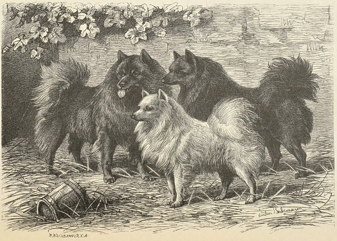 Illustration für Beckmann Ludwig Grauer oder Wolfsspitz, weißer und schwarzer Spitz