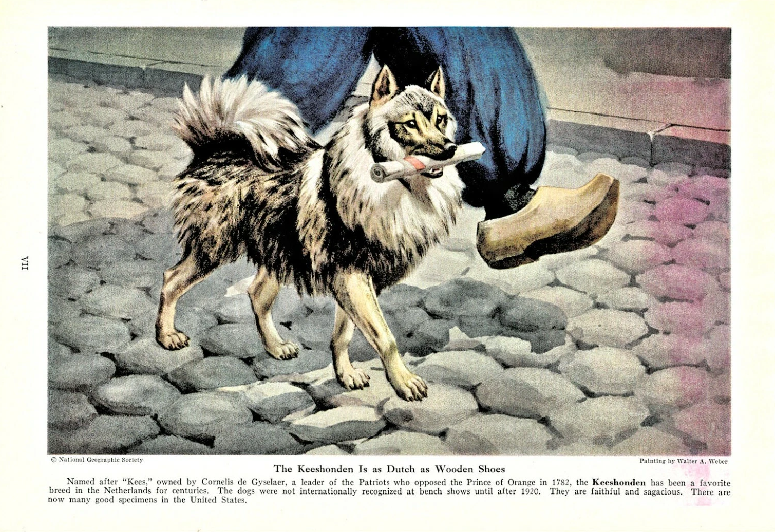keeshond bild von 1943