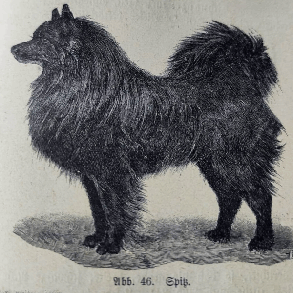 schwarzer Spitz