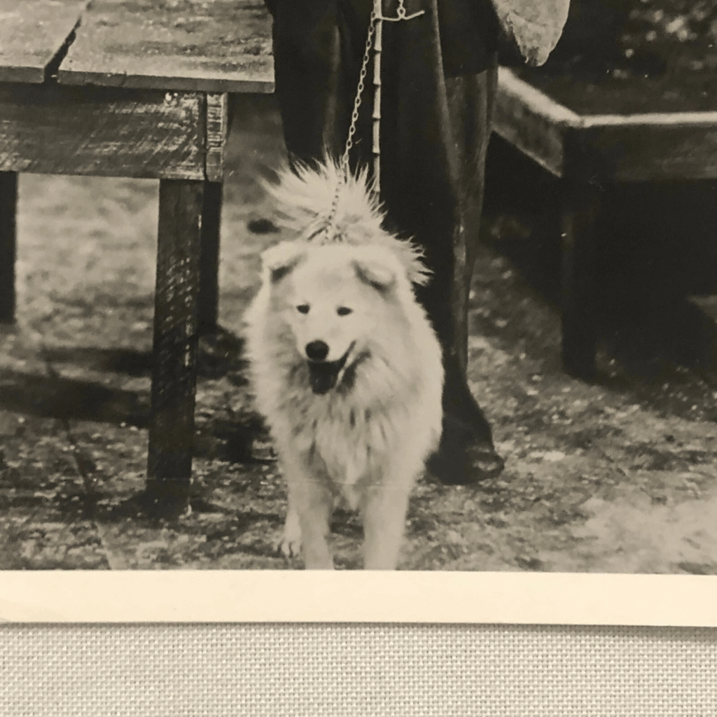 samojede oder spitz in Charlie Chaplin Film