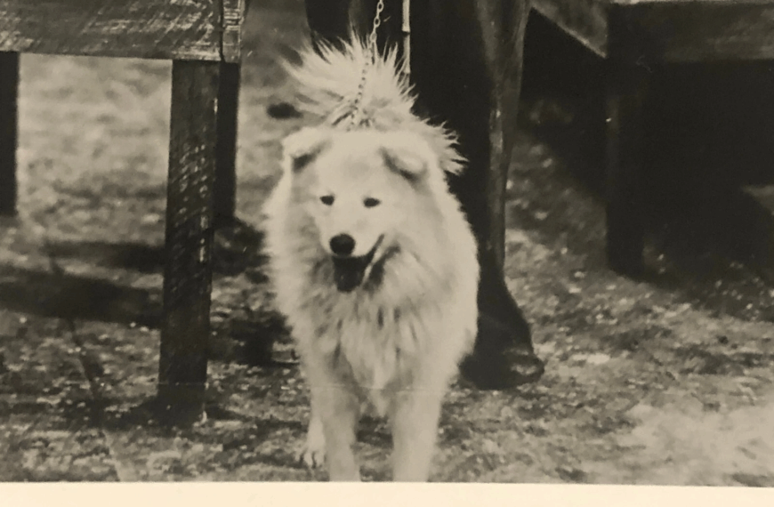 spitzartiger Hund bei Charlie Chaplin