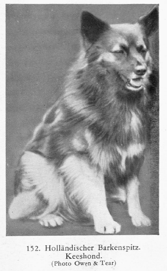 Foto Barkenspitz. Keeshond. Die Hunderassen. Ein Handbuch für Hundeliebhaber und Züchter. Mit 256 Abbildungen. Aga Gräfin vom Hagen, Potsdam. Athenaion 2. Auflage 1935