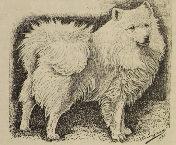 weißer Spitz, Großspitz