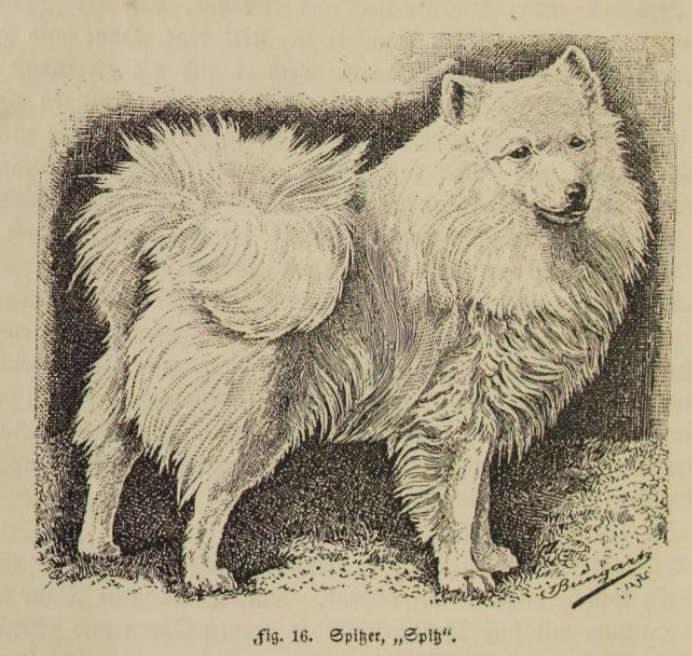 Eine Zeichnung eines Wolfsspitz mit üppigem, langem Fell und buschiger Rute, stolz stehend auf einem weichen Untergrund.
