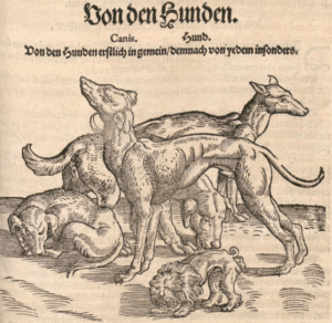 Der Spitzhundt: Ein Synonym für den Spitz?