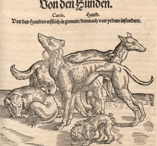 Der Spitzhundt: Ein Synonym für den Spitz?